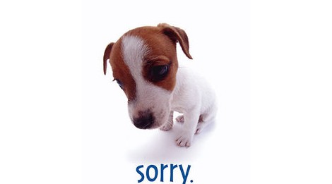 sorry-dog
